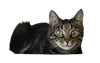 comprar rascador para gato