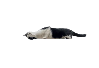 mejor rascador para gato