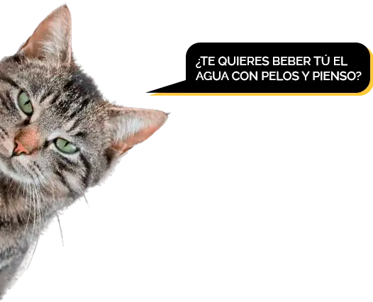 fuente para gatos