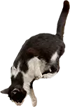 gato bajando