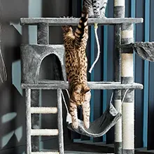 por que comprar un rascador para gatos grandes