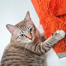por que mi gato araña el sofa