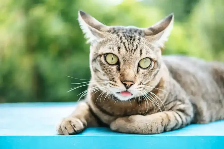 mi gato jadea
