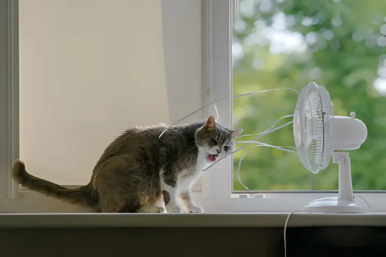 como refrescar a un gato