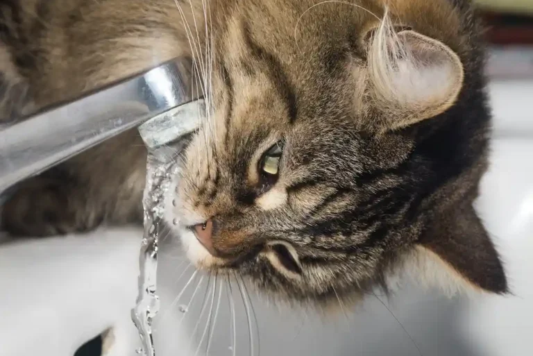 gato bebe agua del grifo