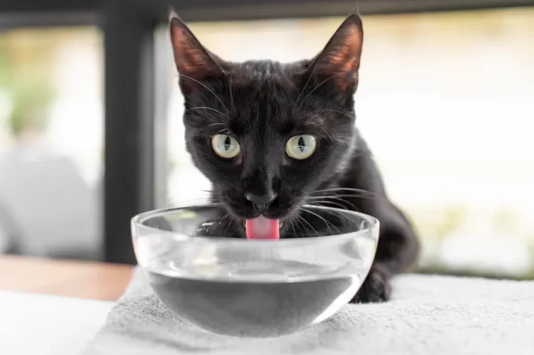 gato bebiendo agua