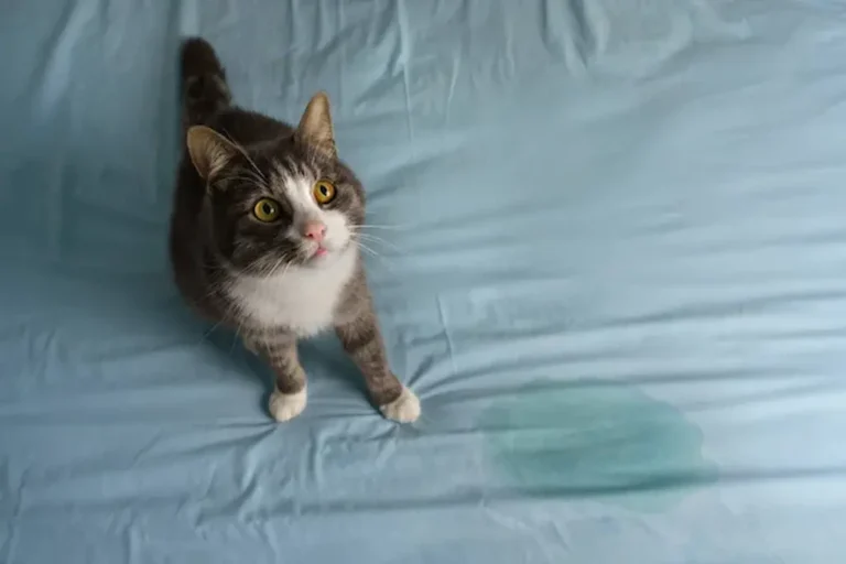 mi gato orina fuera del arenero
