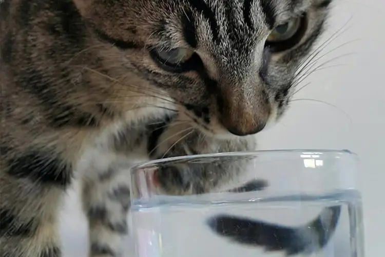 cuanto aguanta un gato sin beber